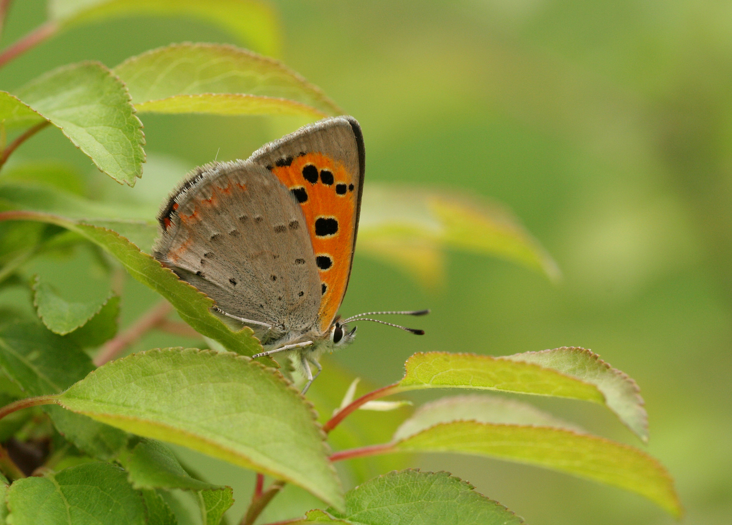 Lycaena phlaeas