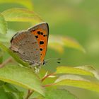 Lycaena phlaeas