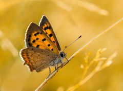 Lycaena phlaeas