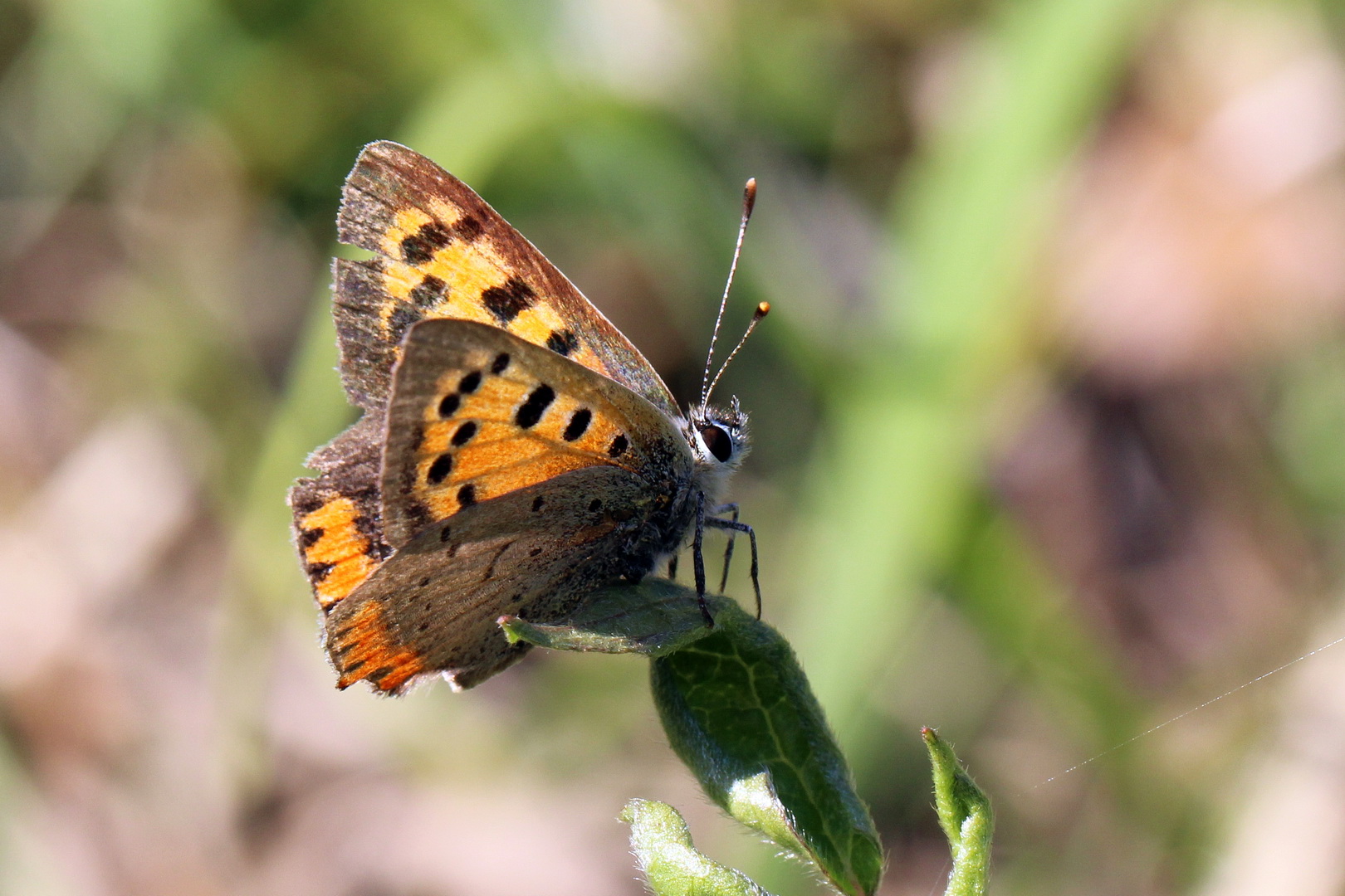 Lycaena phlaeas