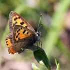 Lycaena phlaeas