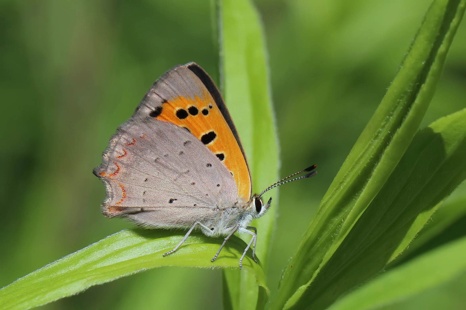 Lycaena phlaeas