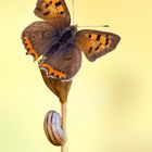 Lycaena phlaeas