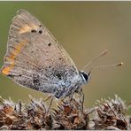 ... Lycaena phlaeas ...