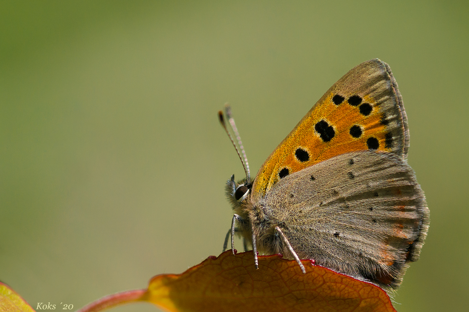 Lycaena phlaeas