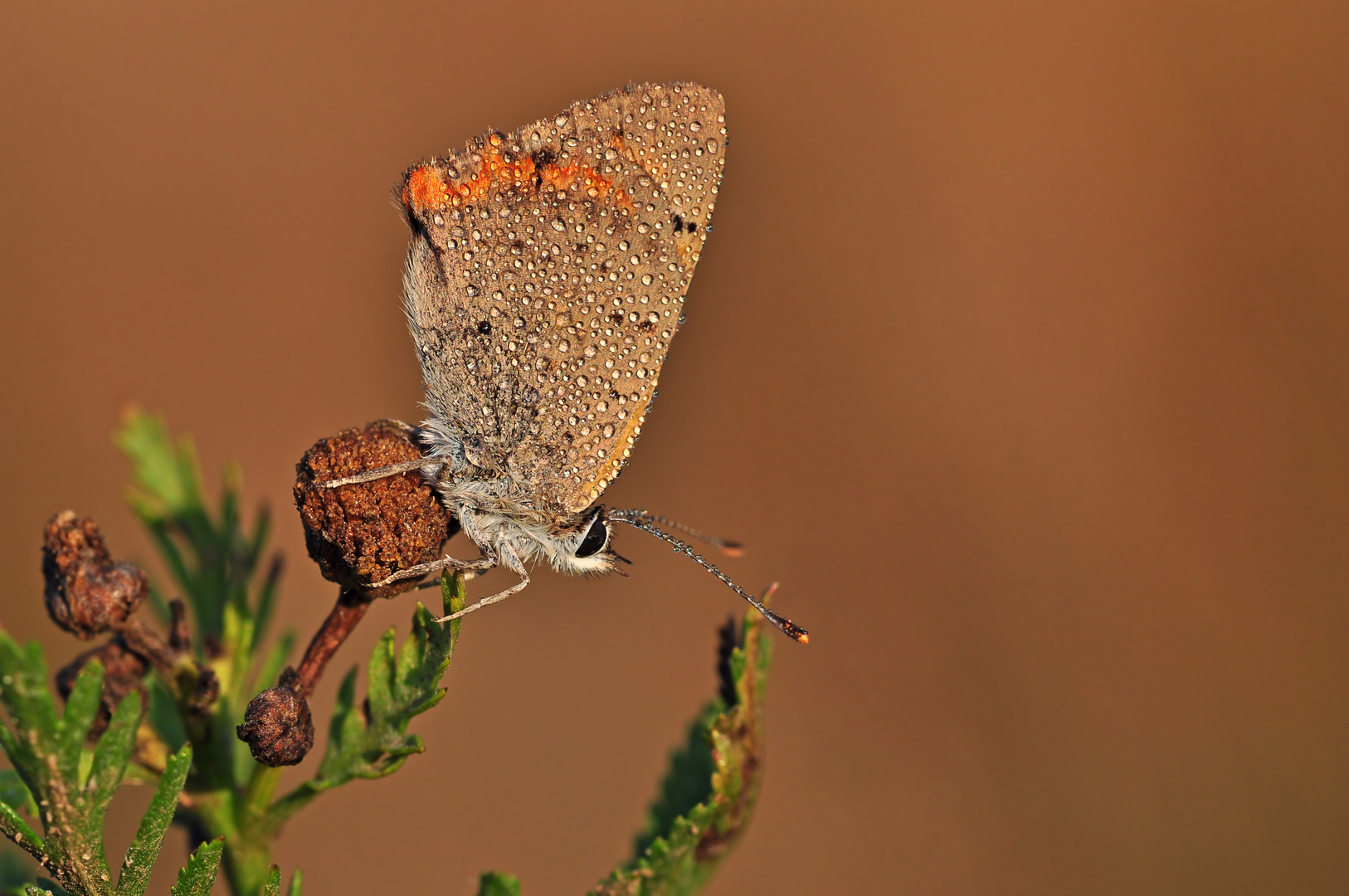 Lycaena phlaeas #3