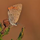 Lycaena phlaeas #3