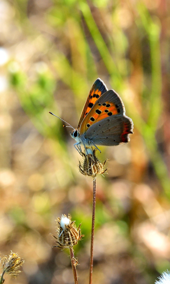 Lycaena phlaeas