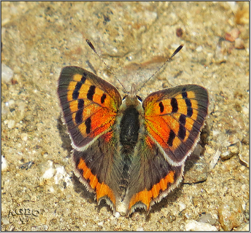 Lycaena phlaeas