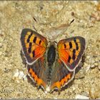 Lycaena phlaeas