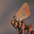 Lycaena phlaeas #4