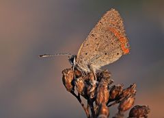 Lycaena phlaeas #4