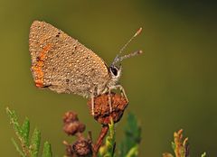 Lycaena phlaeas