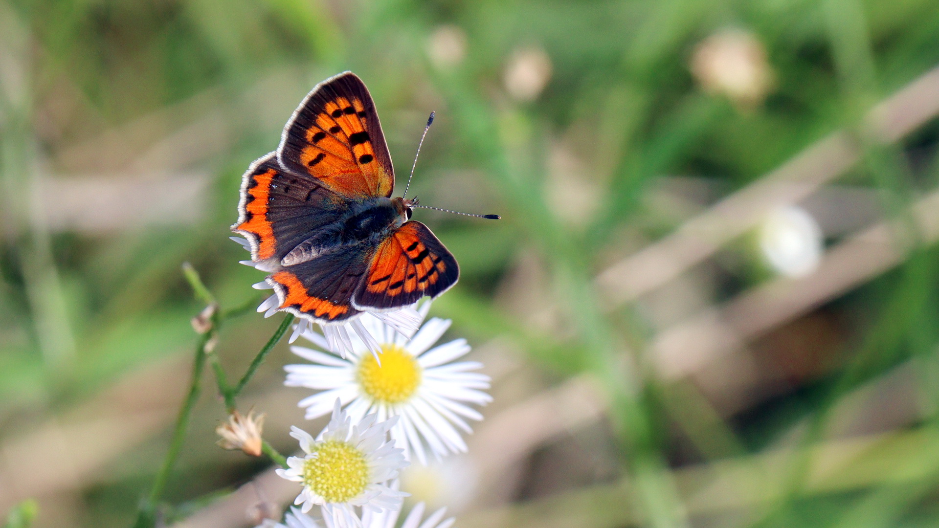 Lycaena phlaeas