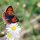 Lycaena phlaeas