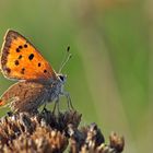 Lycaena phlaeas #5