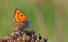 Lycaena phlaeas #5