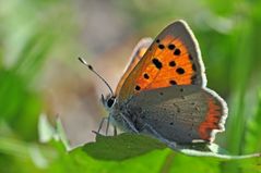 Lycaena phlaeas #6