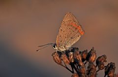 Lycaena phlaeas #7