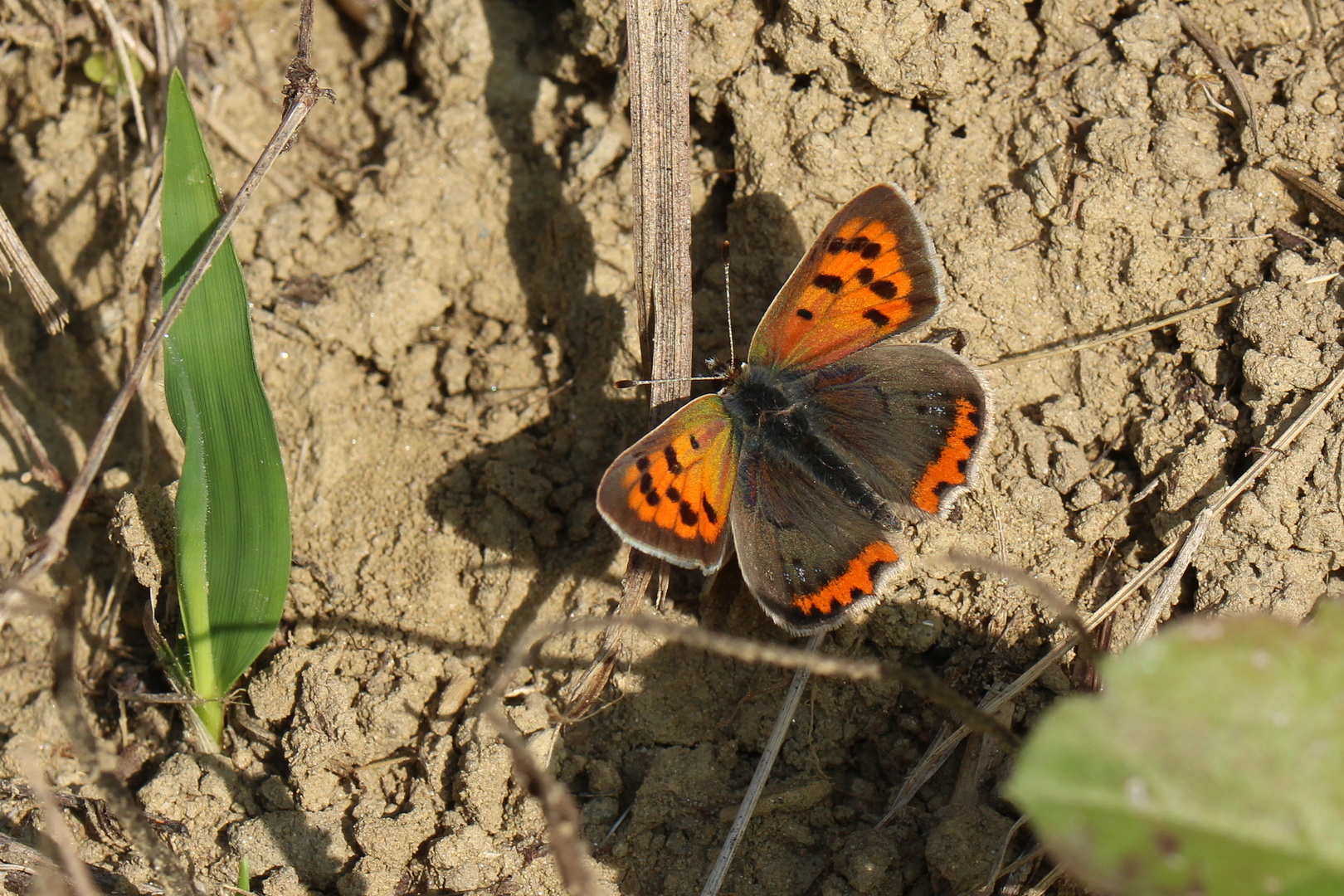 Lycaena phlaeas