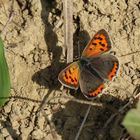 Lycaena phlaeas