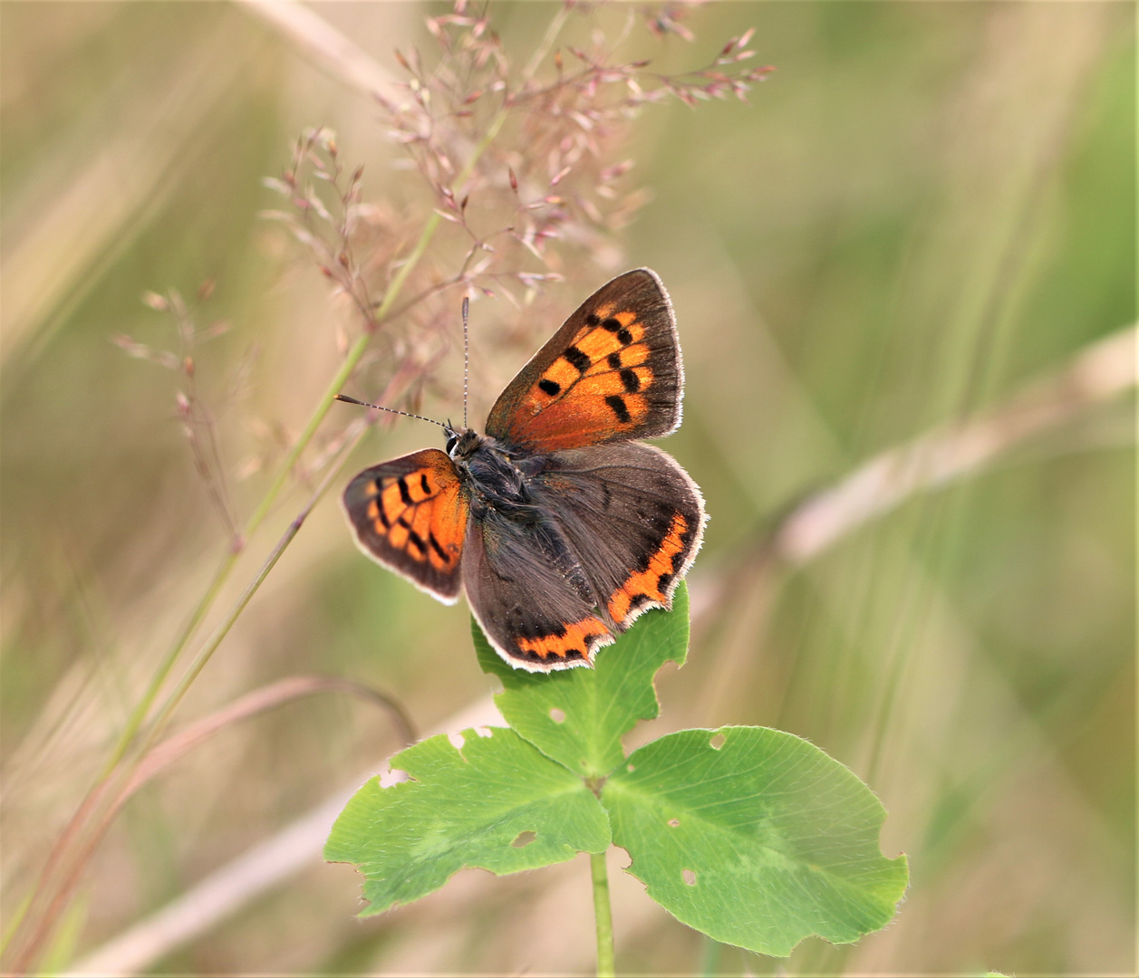 lycaena phlaeas