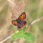 lycaena phlaeas