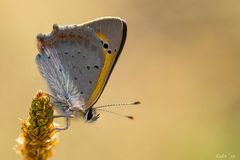 Lycaena phlaeas