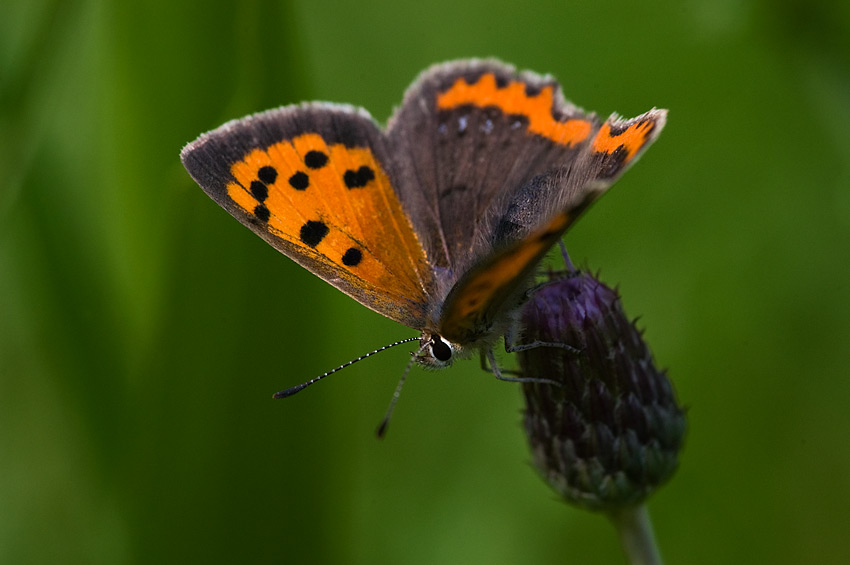 lycaena phlaeas