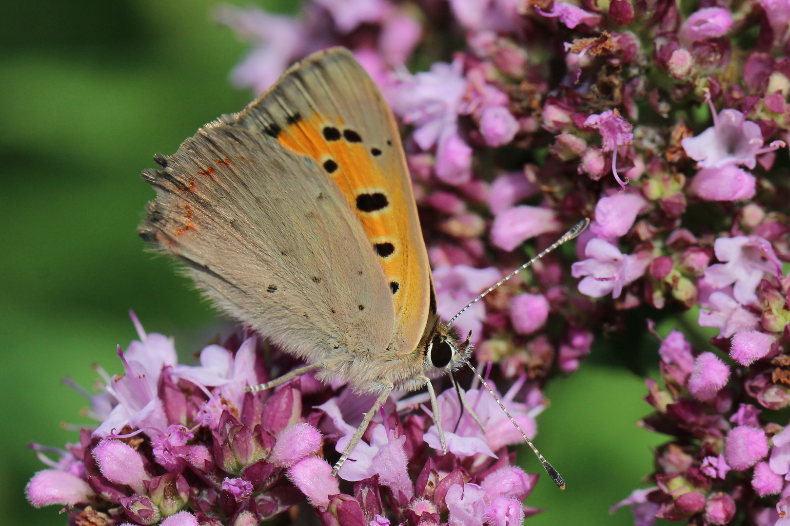 Lycaena phlaeas