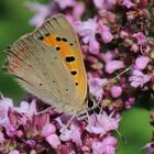 Lycaena phlaeas