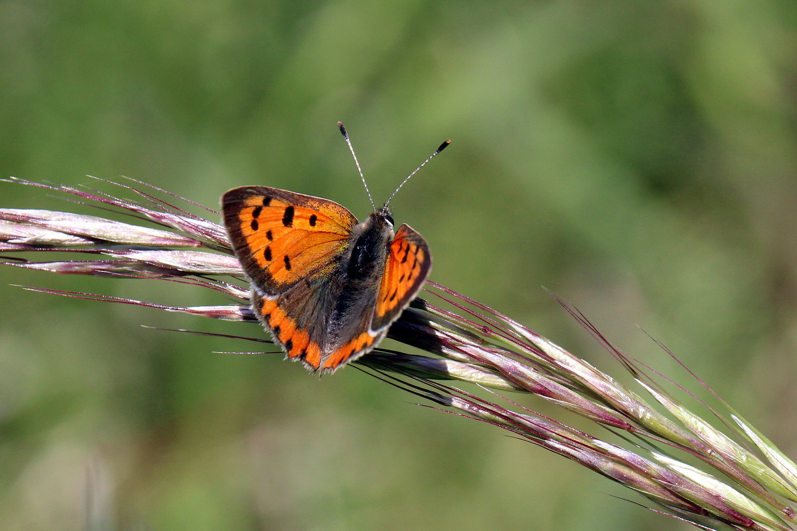 Lycaena phlaeas