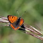 Lycaena phlaeas