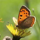 Lycaena phlaeas-kleiner Feuerfalter 