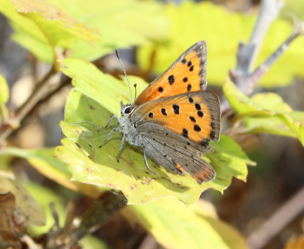  Lycaena phlaeas-kleiner Feuerfalter 