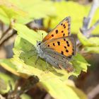  Lycaena phlaeas-kleiner Feuerfalter 