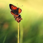 Lycaena phlaeas - Kleiner Feuerfalter