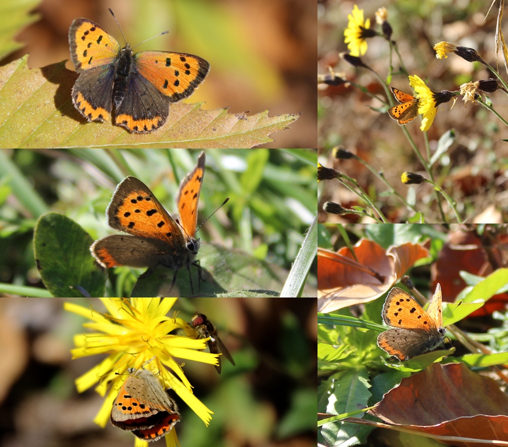 Lycaena phlaeas-kleiner Feuerfalter