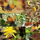 Lycaena phlaeas-kleiner Feuerfalter