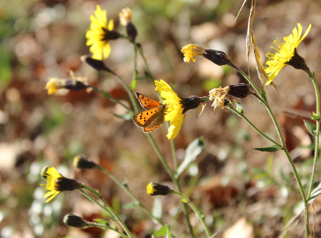 Lycaena phlaeas-kleiner Feuerfalter 