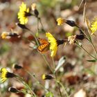 Lycaena phlaeas-kleiner Feuerfalter 