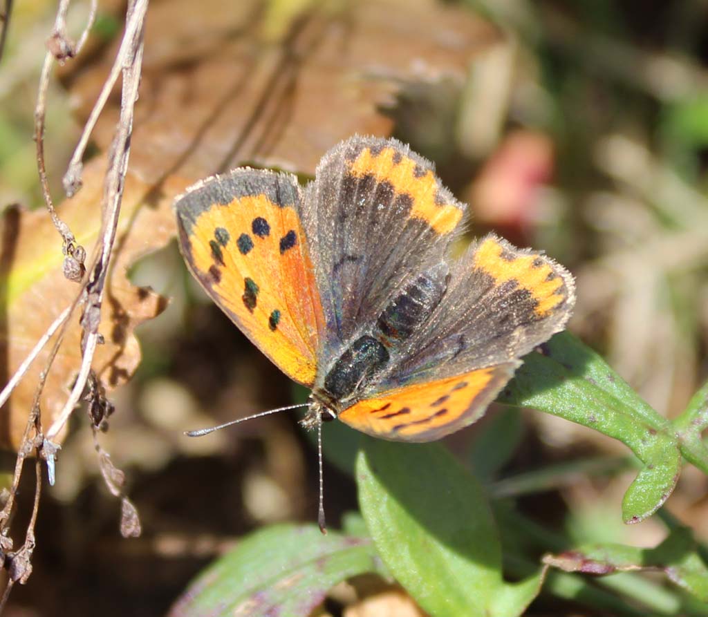 Lycaena phlaeas-kleiner Feuerfalter