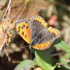 Lycaena phlaeas-kleiner Feuerfalter