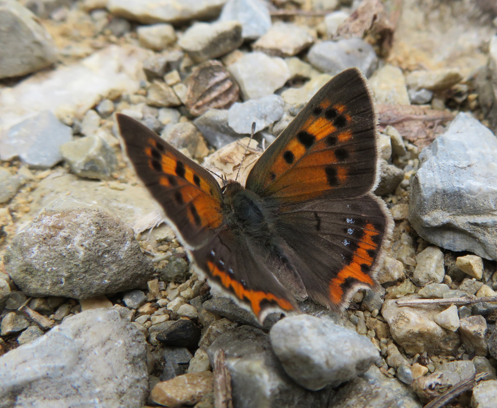 Lycaena phlaeas - kleiner Feuerfalter 