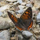 Lycaena phlaeas - kleiner Feuerfalter 