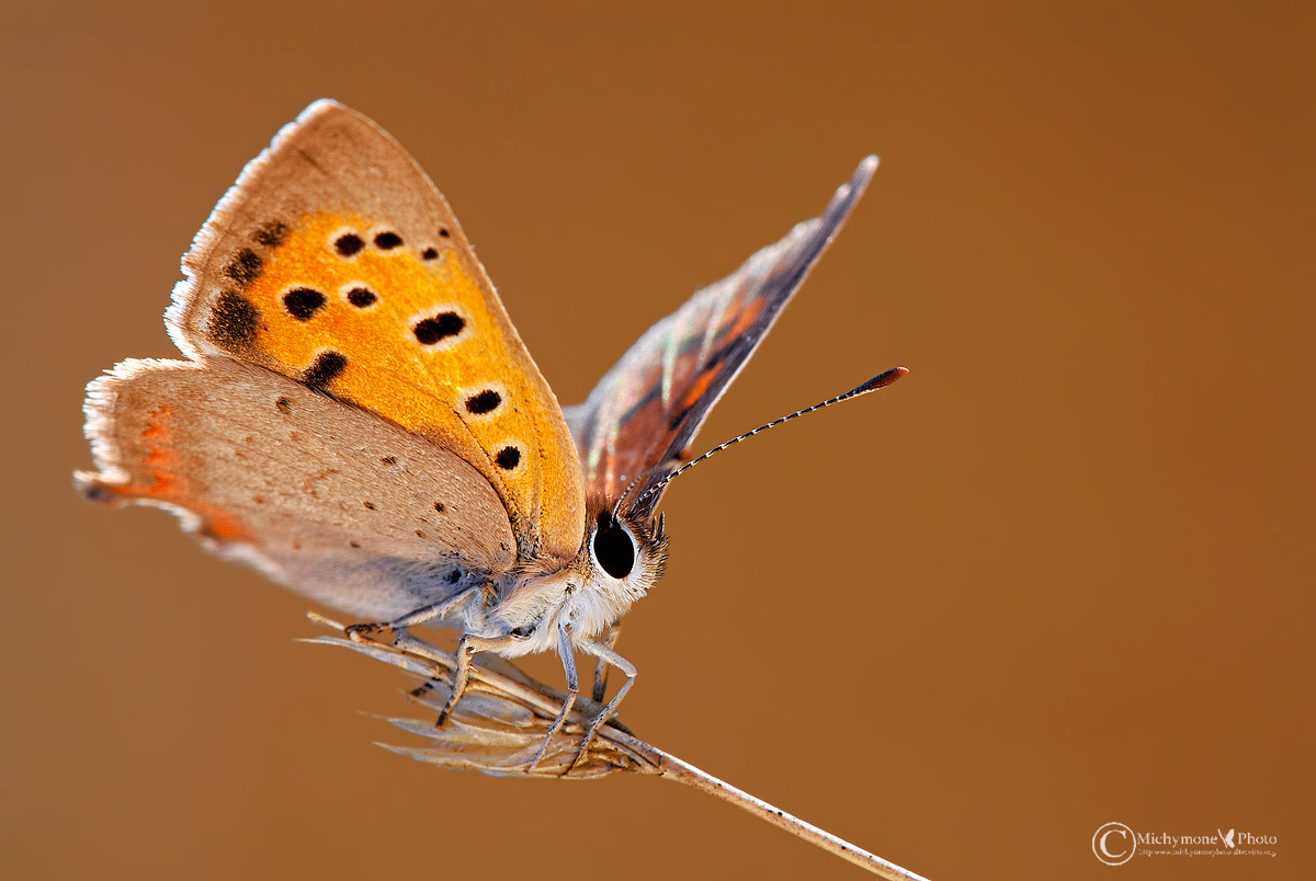 Lycaena phlaeas (Linnaeus 1761) Argo bronzeo