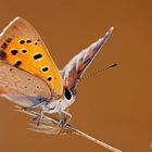 Lycaena phlaeas (Linnaeus 1761) Argo bronzeo