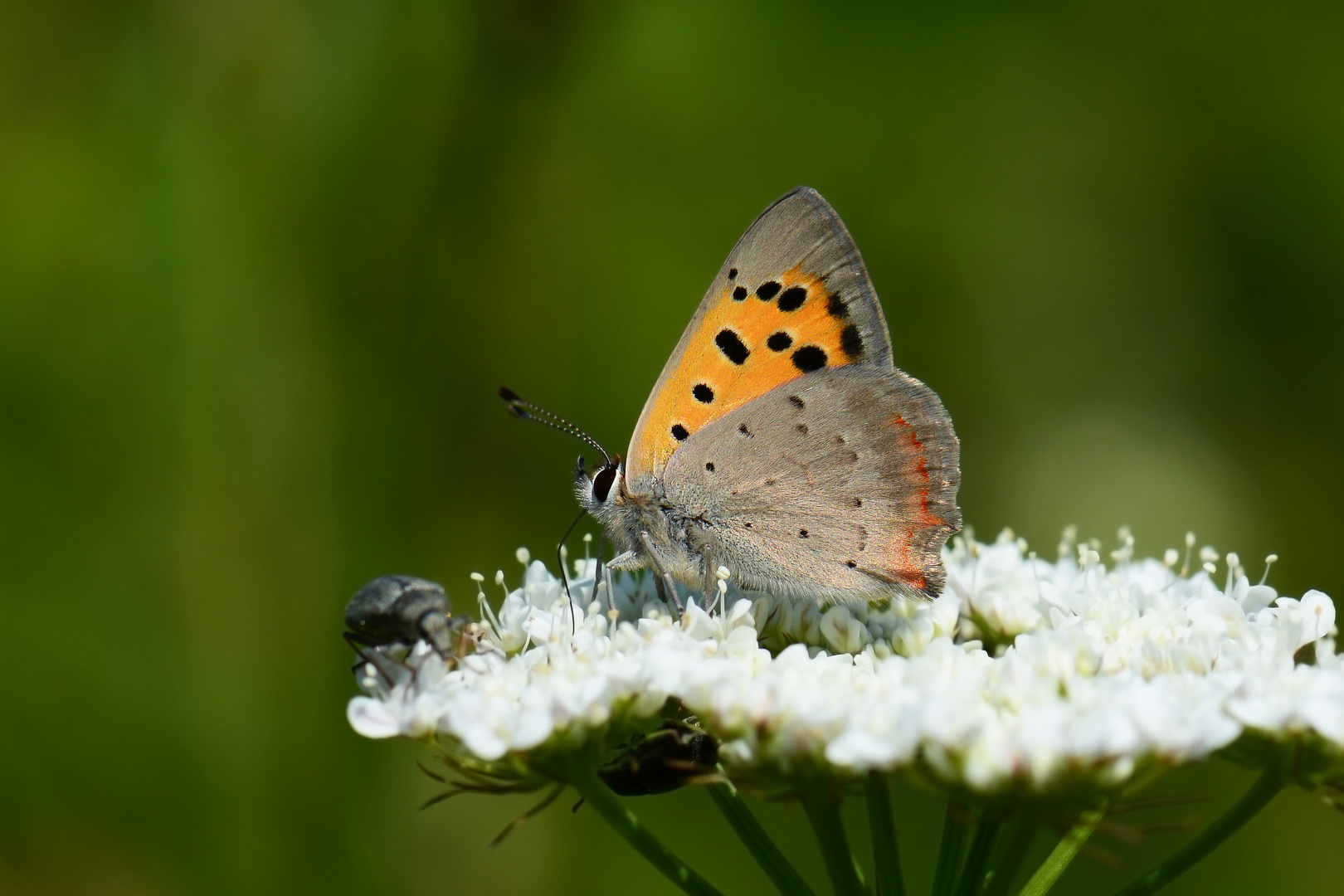 Lycaena phlaeas » Small Copper