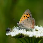 Lycaena phlaeas » Small Copper