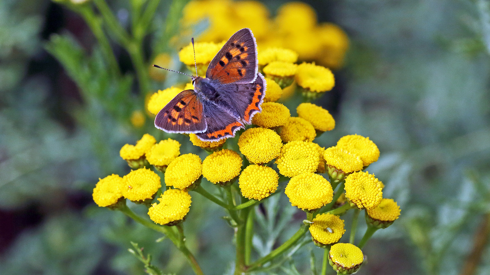 Lycaena phlaeas, Weiblicher Kleiner Feuerfalter mit schöner ...